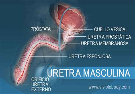 penes|Anatomía sexual masculina 